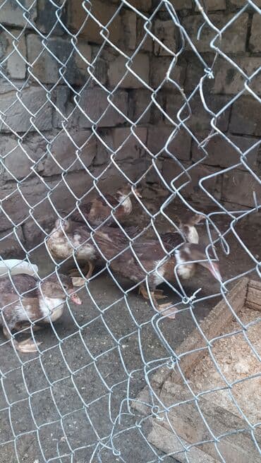 qaz ordek satisi: Muscovy ördəkləri (indo-ördəklər) – qəhvəyi-ağ ləkəli, yarıyetişkin — 2