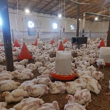 yaponka toyuq: Toyuq cücələri, Ətlik — 7