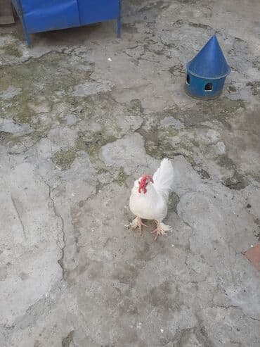 Eşşəklər: Məhsul: Ağ rəngli ev toyuğu (xoruz) Təsvir: - Tam ağ lələklər — 5