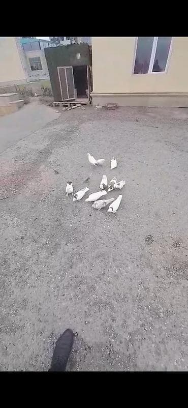 naxcivan heyvan elanlari: Quw yuvasi birde 12 dene quw icinde satilir tecili isteyen wap catda — 2