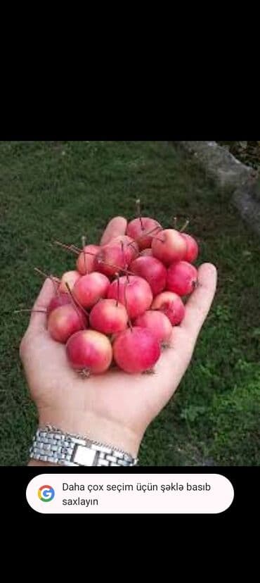 çiyələk ağacı: Məhsul: Süsən alma (crabapple) fidanı – qablarda əkilmiş gənc bitkilər — 3