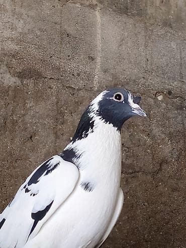 it balasi satilir: Zehmet olmasa axira qeder oxuyun sonra elaqe saxlayin.Alni kekilli — 2