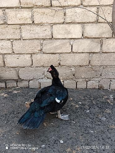 Yemlər: Erkək, Damazlıq, Ödənişli çatdırılma — 2