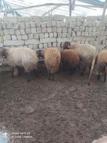 qoyun sortları: 5 dənə Qala qoçları satılır damazlıq üçün superdi 3 ü ana qoçdu 2 si — 2