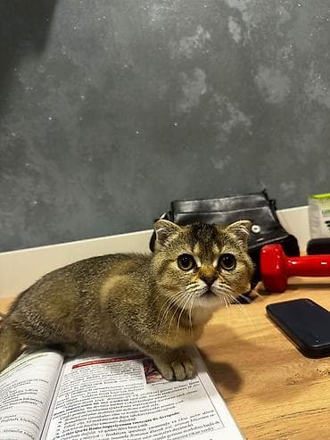 sfinks pişik: Şotland yastı qulaq — 9