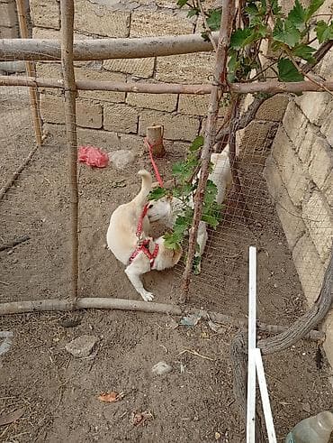 heyvan bazari: Zvonok, 1 il, Erkek, Ünvandan götürmə — 2