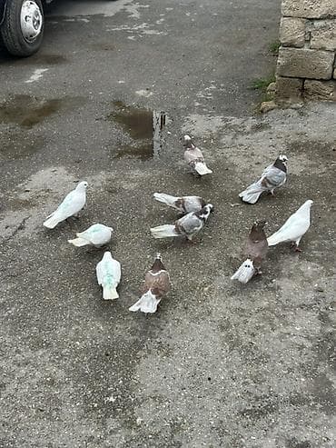 əbabil quşu: Aglar 10 manatdan
Mor niwanlar 20 25 arasidi qiymet — 2