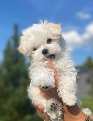 Maltipu (Maltese x Poodle) balaları - Mini ölçü, kompakt bədən