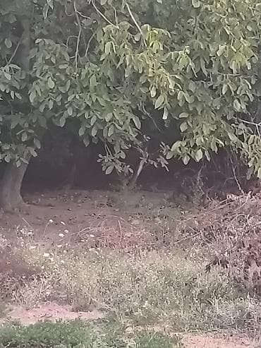 Biləsuvar rayon Bəydili kend 6 sot torpaq sahəsi satılır Məktəbə 1 lalafo.az -da Biləsuvar rayon Bəydili kend 6 sot torpaq sahəsi satılır Məktəbə 1