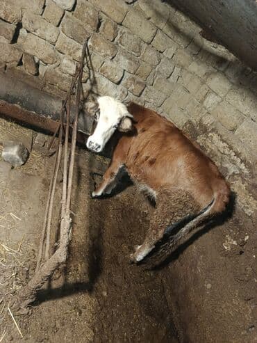 Inəklər, öküzlər: Süd və ət istiqamətli balaca dana - Cins: qarışıq yerli – — 1