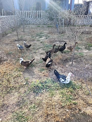 mal satisi: Dişi, Damazlıq — 4