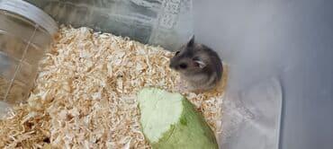 купить хорька в баку: Mini dekorativ xamyaklar – ev heyvanı üçün ideal seçim! — 1