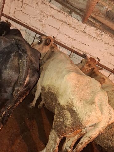 Bentley: .qisir ineyler 2 de kokdu — 5