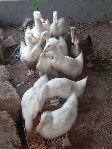 Ördəklər: Satılır: Ördəklər Topdan goturulse 10man.Tek-Tek 12man — 2