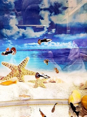 Digər heyvanlar: Quppi, Sülhsevər — 4