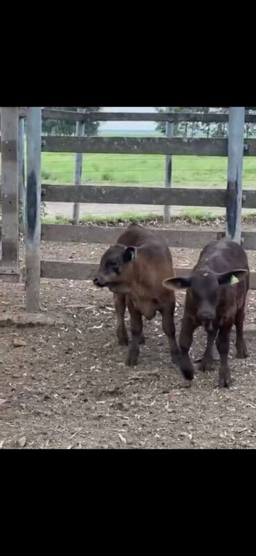 at və eşşəyin cütləşməsi: Məhsul: Qara və tünd qəhvəyi rəngli buzovlar (ətlik tip) Təsvir: - — 10