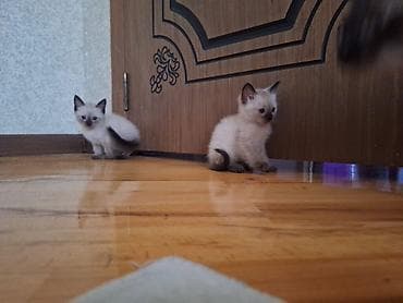 pişik siam: Siam — 2