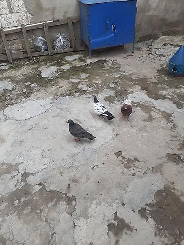 quşlar: Bir ededi 3 azn hamisi tutulmadilar — 3