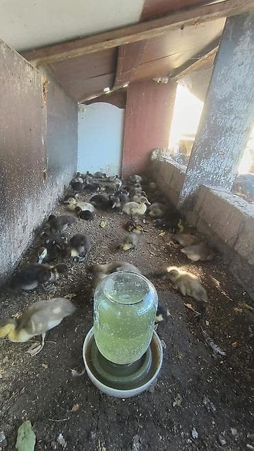 it satisi baki: Böyükler 6 ayliq 23 azn Balcalar 1 ayliq 10 azn Çox sayda alana — 5
