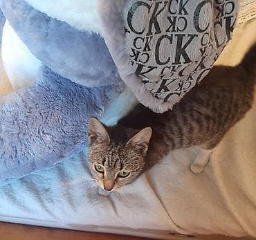 bala pişiylər: Tabbi, Dişi, Yaxşı əllərə — 3