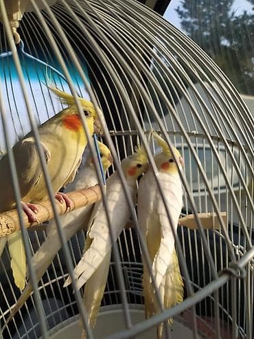 qırğı quşu: Korella əl quşu bala hazir cut kime hansi lazimdisa var sarilar 45-50 — 1