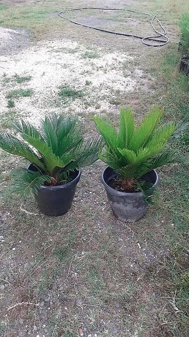 saxsı dibcək: Sago xurması (Cycas revoluta) – qara plastik dibçəkdə dekorativ — 2