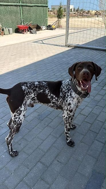 doberman it: Kurtxar — 8