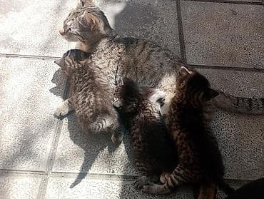 Pişiklər: Tabbi, Dişi, Yaxşı əllərə, Ünvandan götürmə — 4