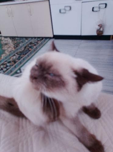 pişik yuva: Сиамская — 2