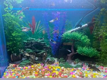 Pişiklər: Dördbucaq akvarium, 1 l, Ünvandan götürmə — 4