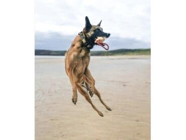 belçika çoban iti: Belçika çoban iti, 1 il, Dişi, Peyvəndli — 4