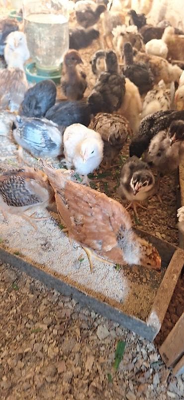 cücə fermasi: Toyuq cücələri, Damazlıq, Ödənişli çatdırılma — 2