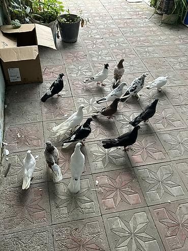 12 dene quwdu kom 7 manatdan tergzme heyvanlardi