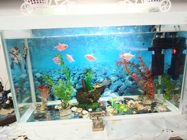 Akvaryum dəsti - Şüşə akvarium (ağ çərçivəli) – ön, yan və arxa