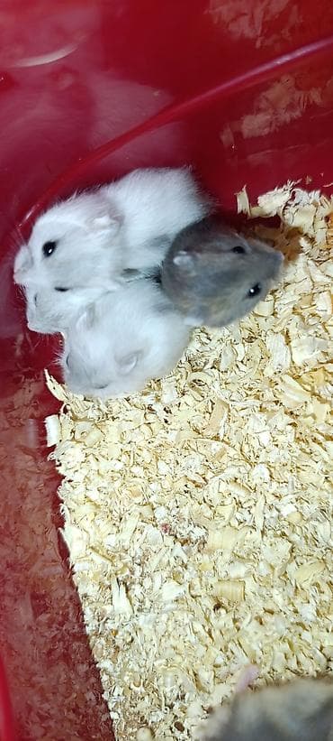 большая клетка для кролика: Yeni qəfəs😍 2xomyak ağ və boz🥰 qəfəsin içində Fırlanan çarxı🤩 Su — 8