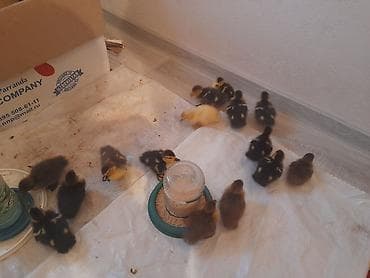 arpa bugda satisi: Lal ördəklər 5 m macar krasnadar qara zümrüdü mirvari rənglər 055 663 — 7