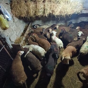 Salam aleyküm saxlamlıq quzularm var satram isdiyen0775431770 elaqe — 12