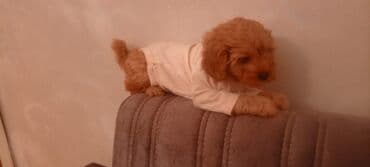 сколько стоит миниатюрный пудель: Пудель, 2 месяца, Самец — 3