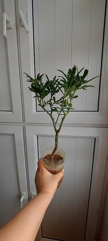 maral buynuzu gulu: Maral buynuzu gülü. Böyük-15 azn, balaca 6, 5 3 azn — 4