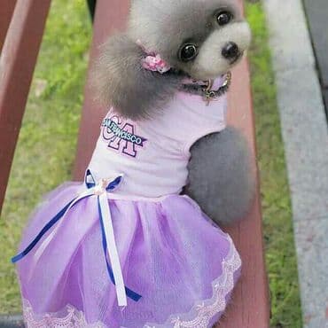 Gəmiricilər: Xamyaklar satilir 1 ededi 4 azn ağlar 1 ededi 6 azn barterde var — 30