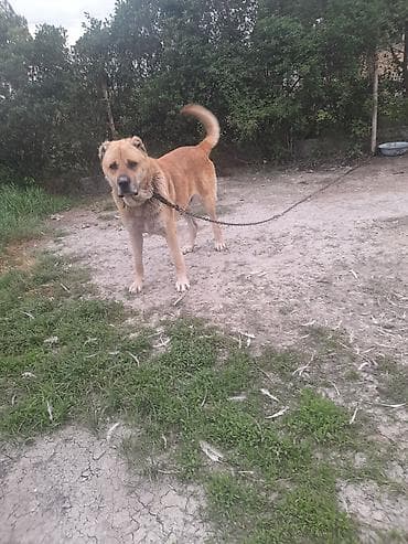 qaz yagi satisi: Erkek — 4