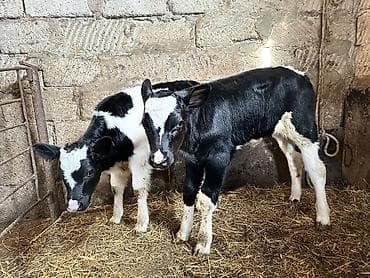 balaca meymun satisi: Cut satilir
Erkek
Dişi — 1