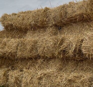 xacmaz heyvan bazari: Arpa samani satilir yaxsi kip packalardi 1,50 — 1