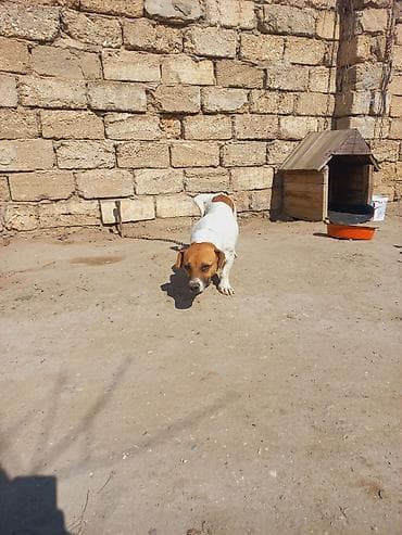 it sahiblendirme: Cek rassel teryer, 2 il, Dişi — 3