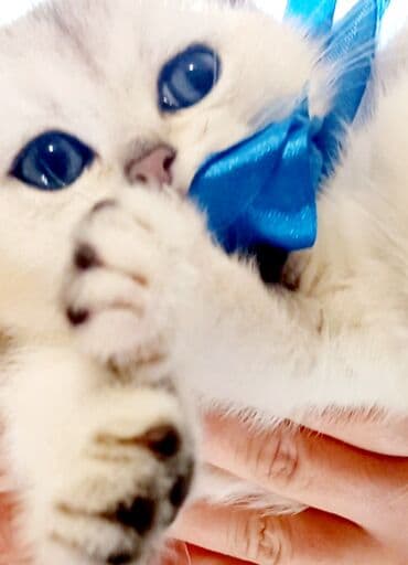 Britan, Erkək, Dişi, Yaxşı əllərə, Ünvandan götürmə