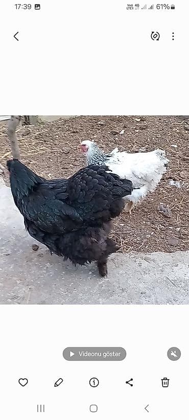 Keçilər, çəpişlər: Toyuq, Brama, Damazlıq — 3