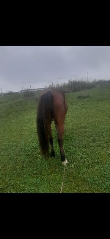 Dişi, il: 8, Ödənişli çatdırılma