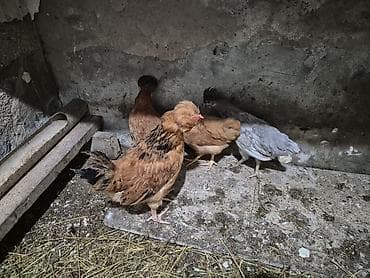 kend toyuqlari: Toyuq, Damazlıq — 5
