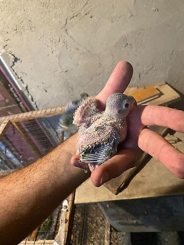 2 Həftəlik bala Ojireliya. Ele Öyrəşdirmək üçün əsl vaxtıdır Növ lalafo.az -da 2 Həftəlik bala Ojireliya. Ele Öyrəşdirmək üçün əsl vaxtıdır Növ
