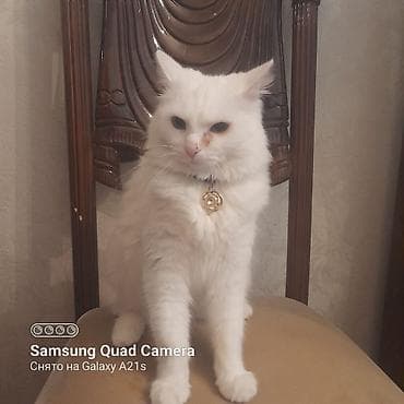 it oyuncaqlari: Tam ağ tüklü ev pişiyi - Rəng: qar kimi ağ, uzun və yumşaq tüklər - — 4